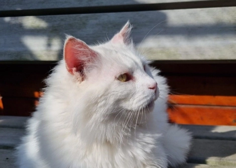 Voor adoptie: Moony