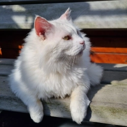 Voor adoptie: Moony