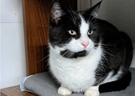 Voor adoptie: Kaiser