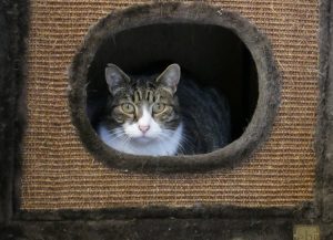Kat